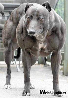1196833780_musculardog001.jpg