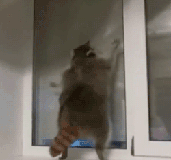 1396825702_gifs_19.gif