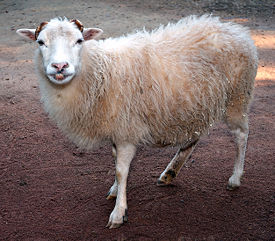 275px-Ovis_orientalis_aries_%27Skudde%27_%28aka%29.jpg