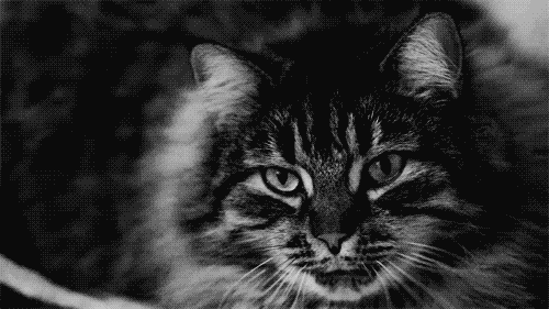 333.gif