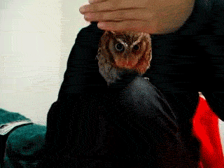 35112-151738-7983baca8f167947b7607111c1a7a520.gif