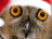 .gif