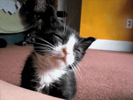 444.gif