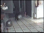 8.gif