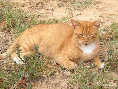 arcat.jpeg