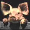 avafree_ru_animirovanye_999900001.gif