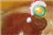 bee.jpg
