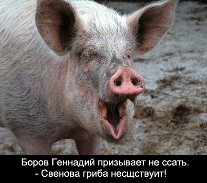 borov.jpg