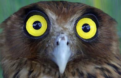 bubo_philippensis.jpg