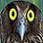 bubo_philippensis_894.jpg