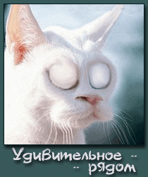 cateyes.gif