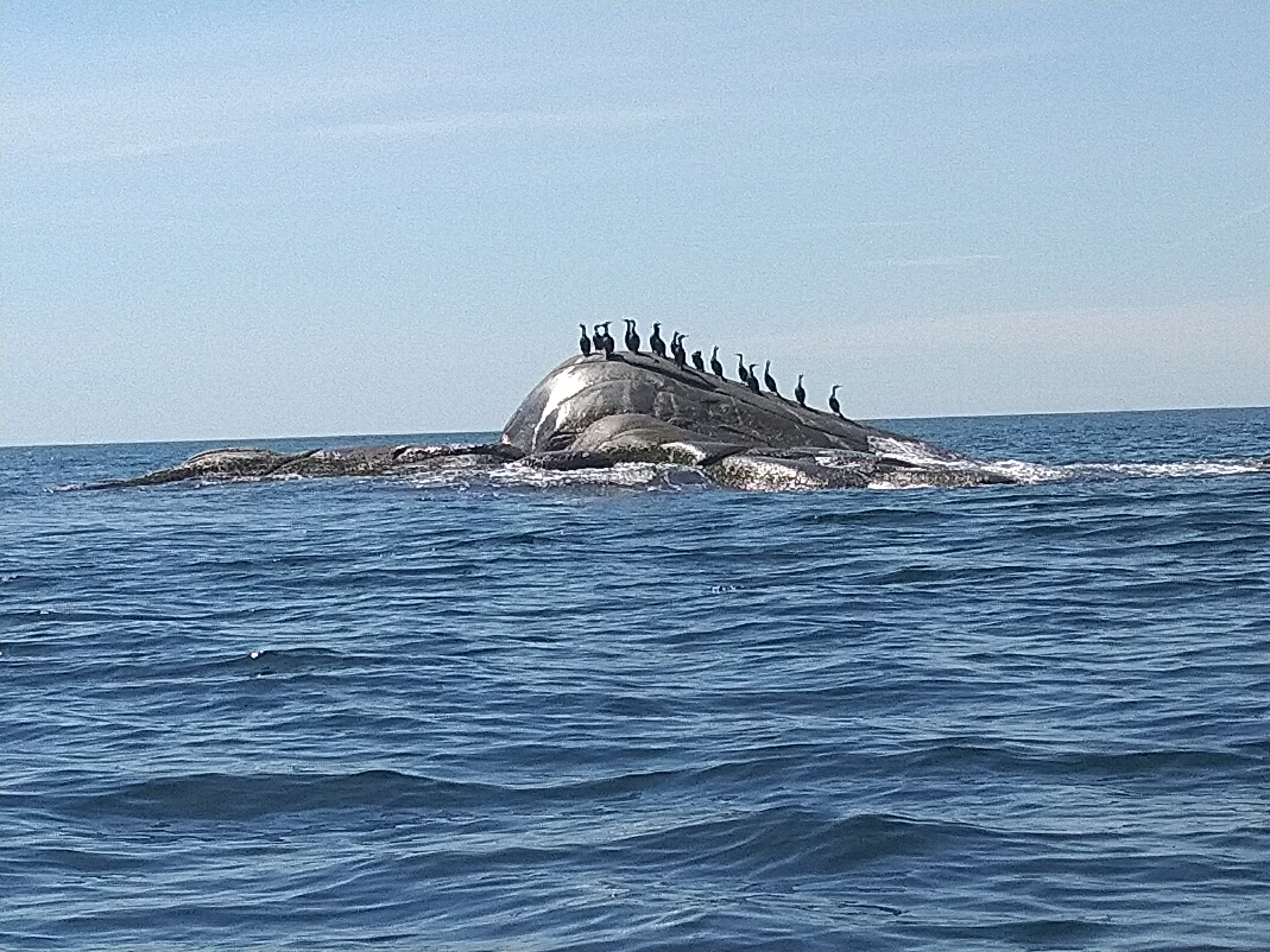 Cormorants_2.jpg