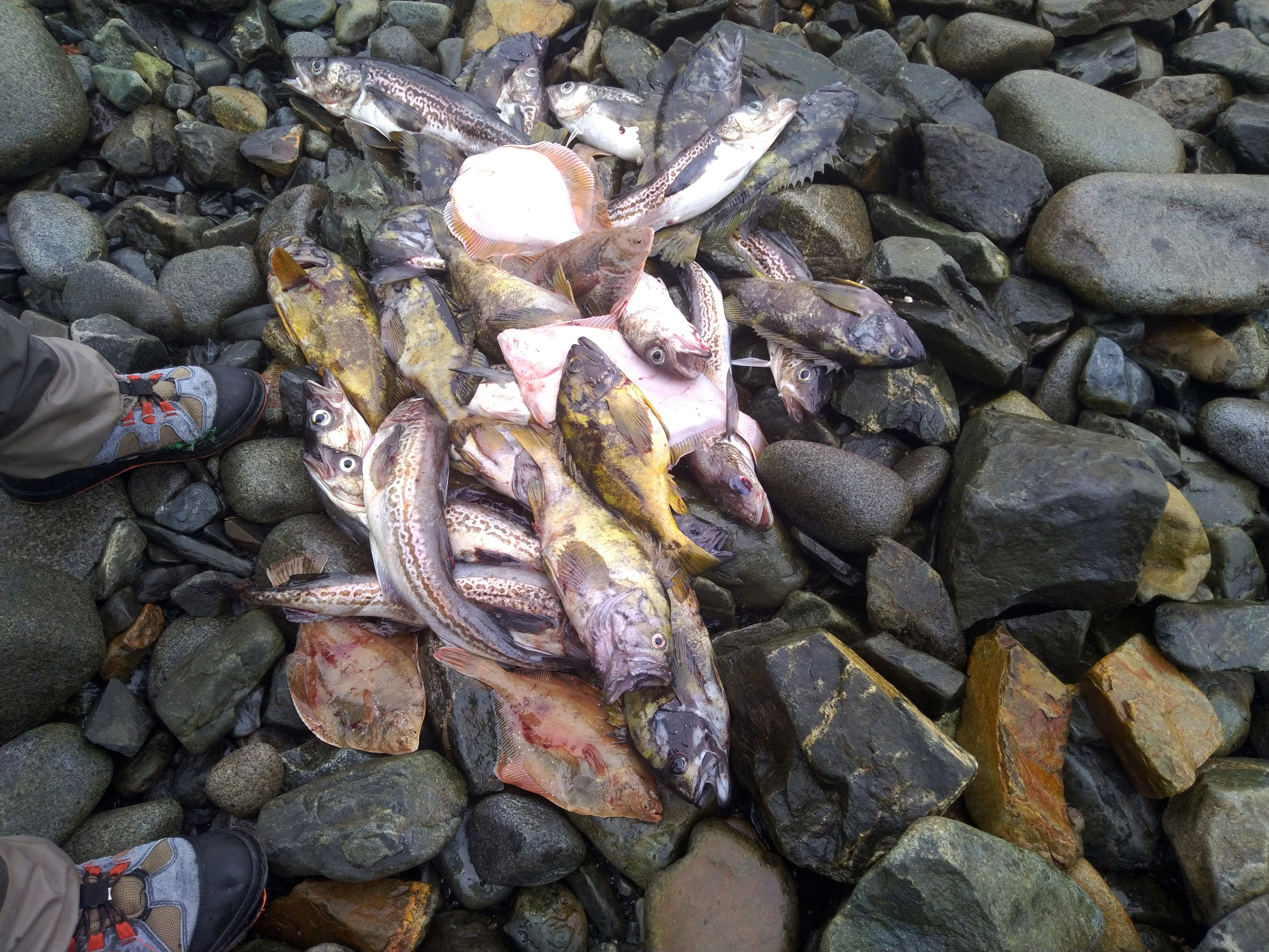 fish.jpg