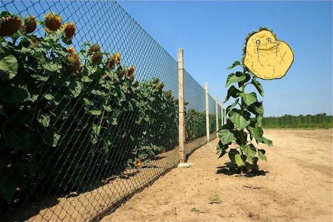 forever-alone-sun-flower.jpg