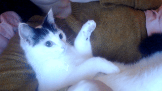 giphy (79).gif