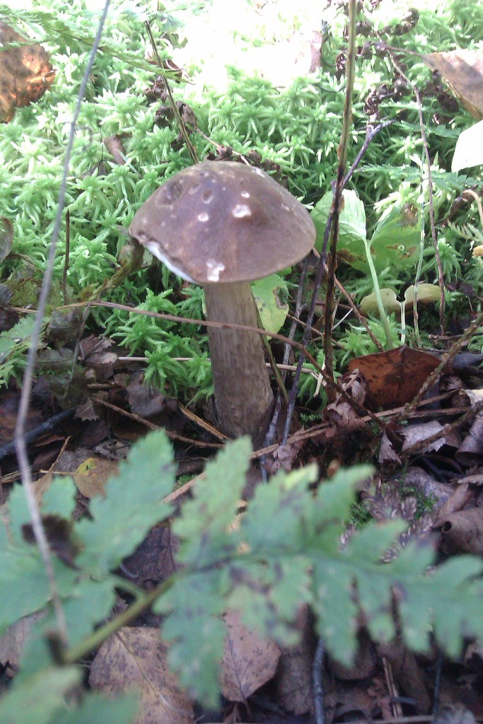 IMAG0063.jpg