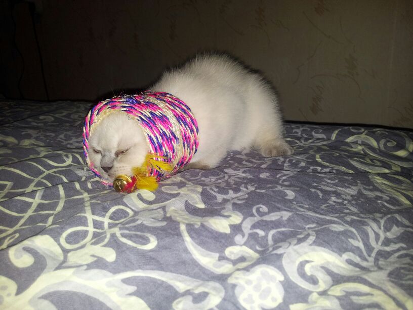 IMG-20140129-WA0002.jpg