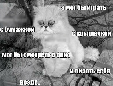 katkat.jpg
