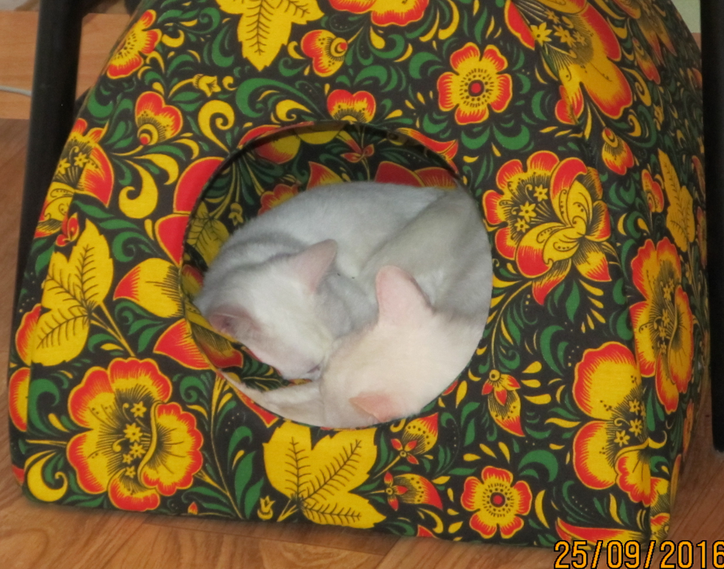 kote.png