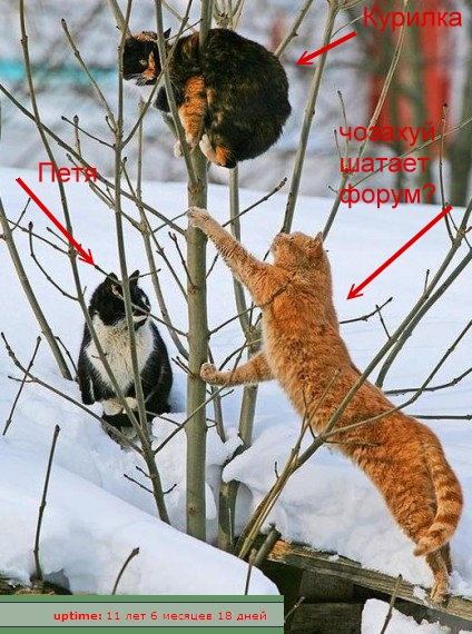kote.jpg