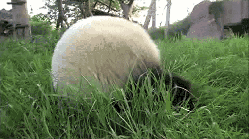 panda-Fungif_19.gif
