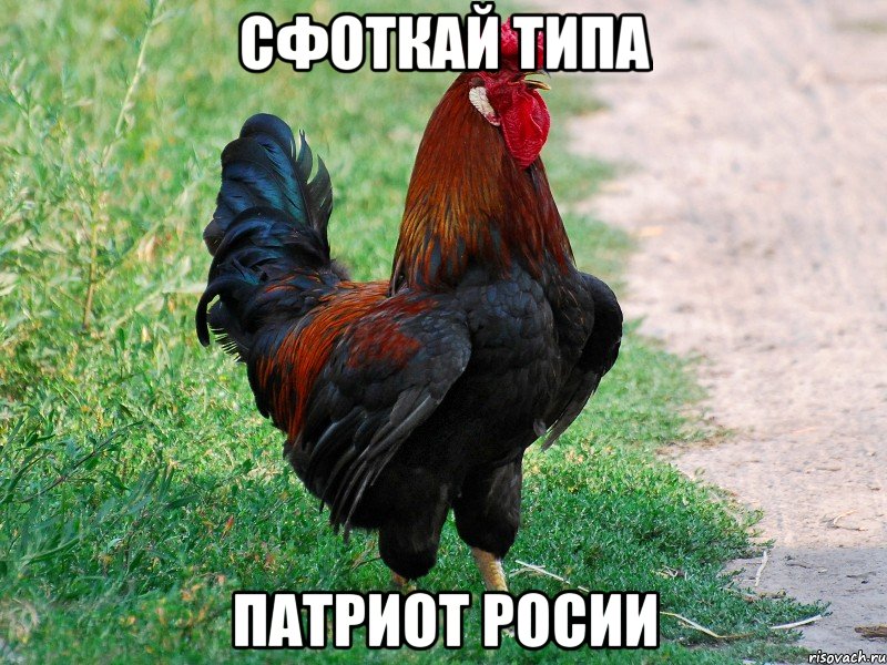 petuh.jpeg