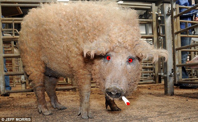 Pig_flu_symptoms_include_personality_disorder.jpg