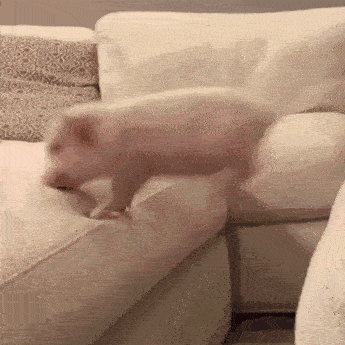R3IdZ3qV.gif