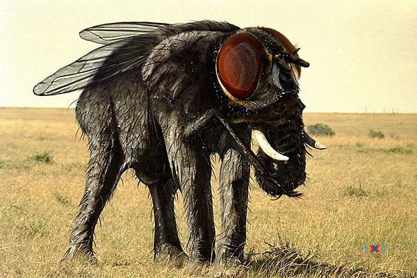 slon-mukha.jpg