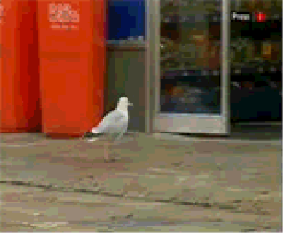 b1.gif